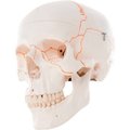 Fabrication Enterprises 3B® Anatomical Model - Classic Skull, 3-Part Numbered 968229